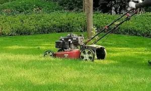 昆山綠化公司淺談園林綠化養(yǎng)護(hù)的重要性！